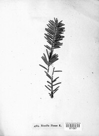 Hyphosoma piceae image